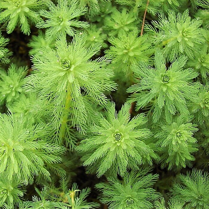 Myriophyllum Aquaticum